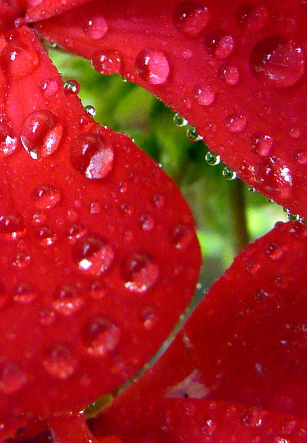 droplets on geranium petals