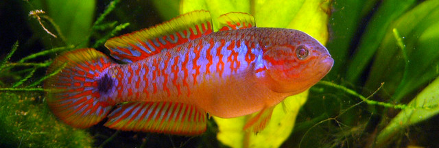 peacock goby male