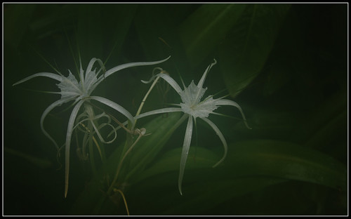 Flowers and Mist | by Nikon Junkie