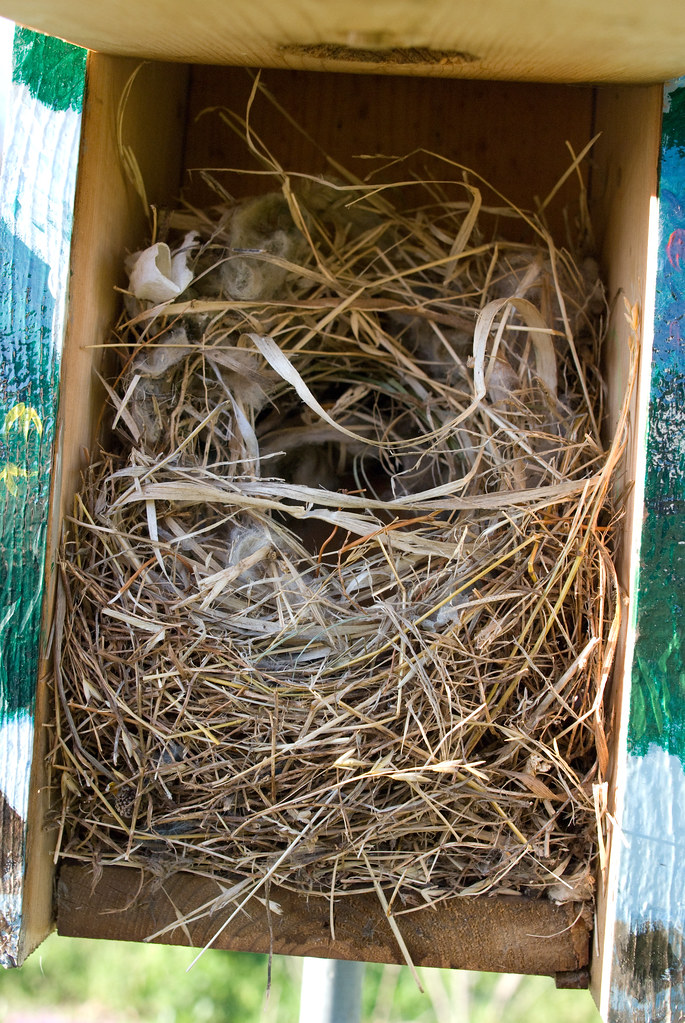 House Sparrow Nest | Please note the design of the nest. Hou… | Flickr