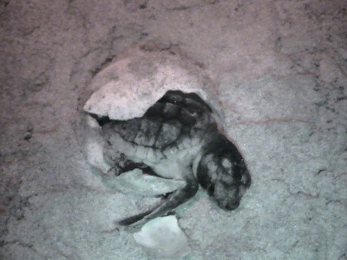 Pipped Hatchling | by caretta156