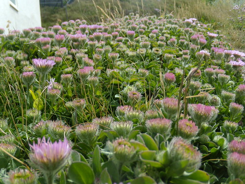 Livingstone Daisies Along with Thrift, a feature of the climb up from Seaford. Seaford to Eastbourne