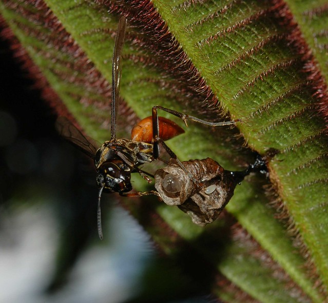 Unidentified Wasp IX