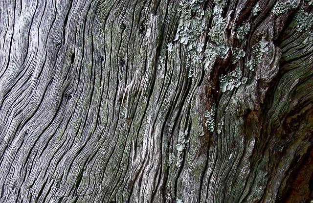 lichens on bark