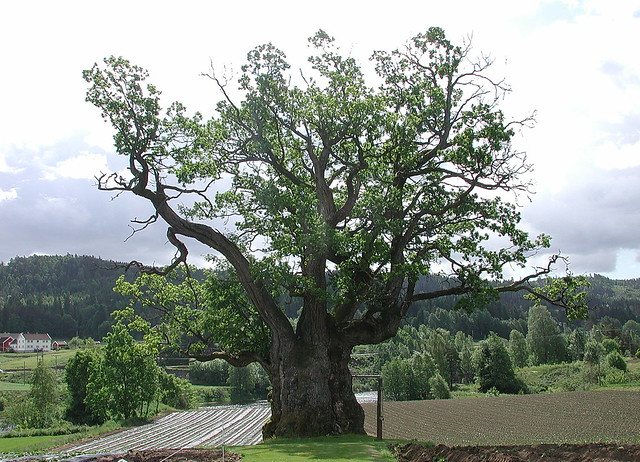 Quercus MOLLESTADEIKA