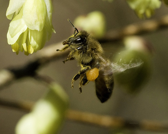 Honey Bee Hovering