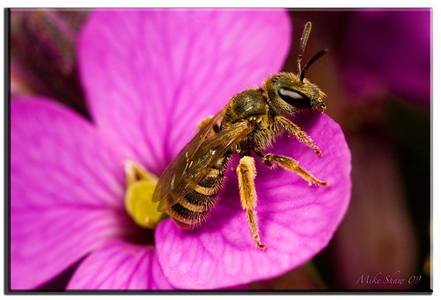 Small Miner Bee by M. Shaw