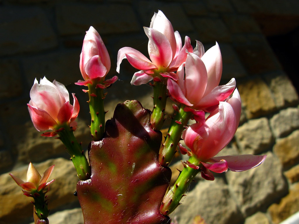 Cactus orquídea * Pluma de Santa Teresa | Forman enormes flo… | Flickr
