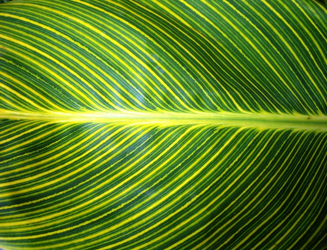 Canna Lily Leaf Closeup
