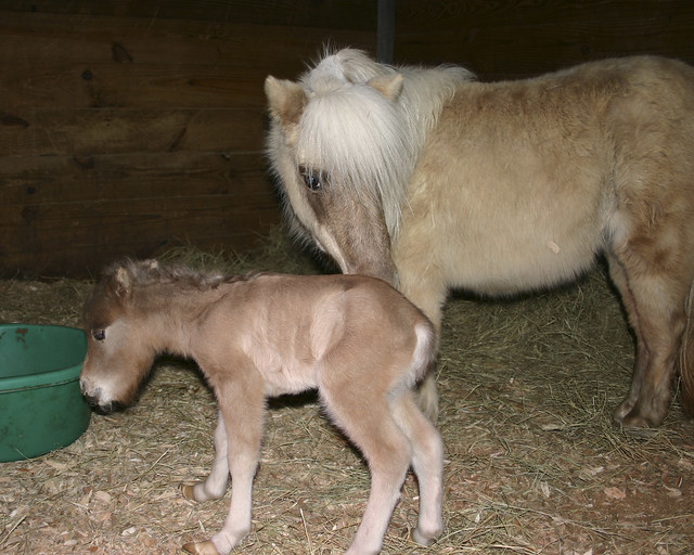 New Baby at the Barn -0971-20090217