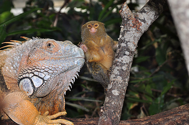 Common Iguana (Iguana iguana) and Pygmy Marmoset