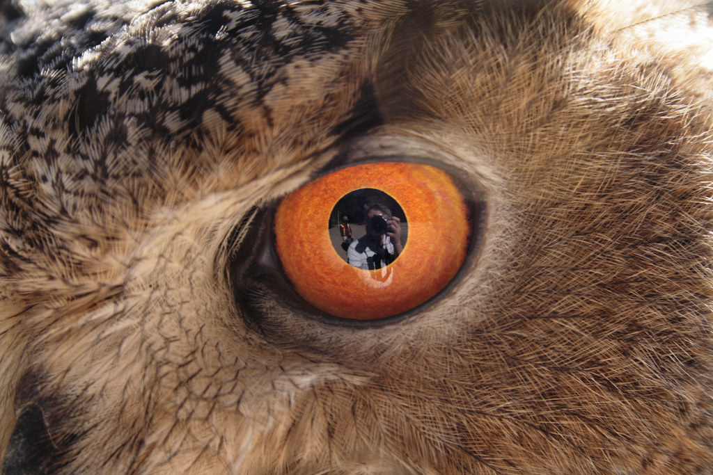 In The Eagle Owl's Eye by GrizzledOldDog