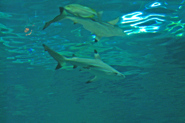 Small shark in Chiang Mai Zoo Aquarium