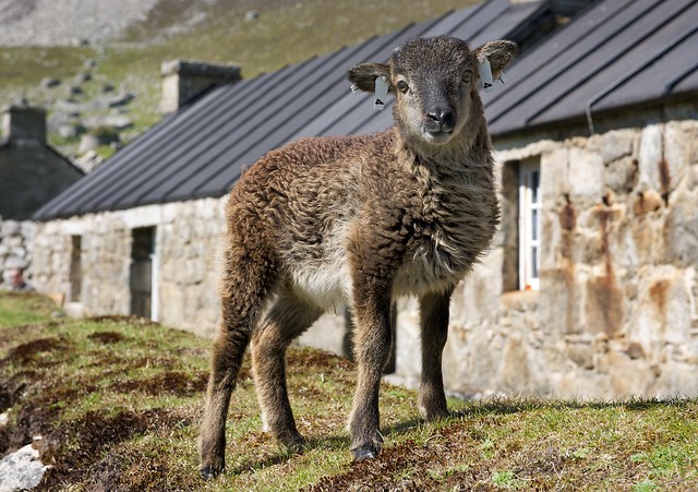 Soay Lamb, Hirta, St Kilda