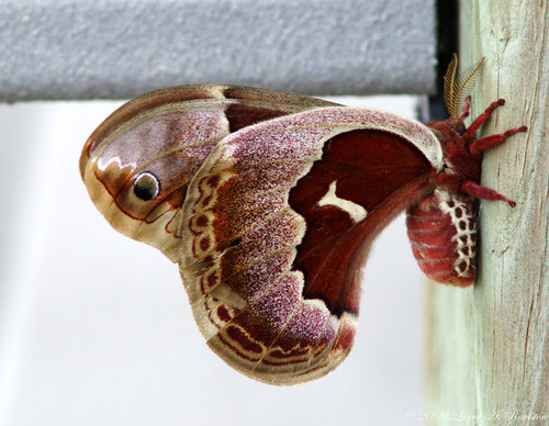 red moth hyalophoracolumbia columbiasilkmoth