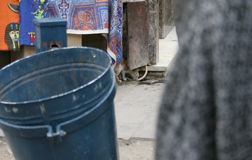 Cat In market, Cairo | by Cordelia Stars