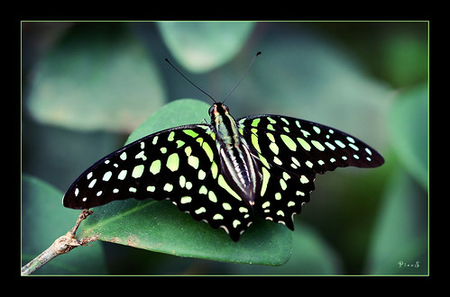 tailed jay (Graphium agamemnon) by P i n u s
