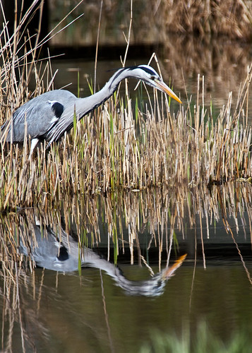 IMG_3834-Edit by Frank Darnell