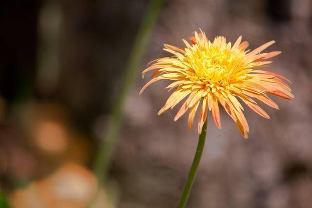 I0001-01354 | Flower | Dhammika Heenpella | Flickr