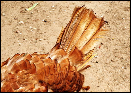 turkeys wonderful feathers