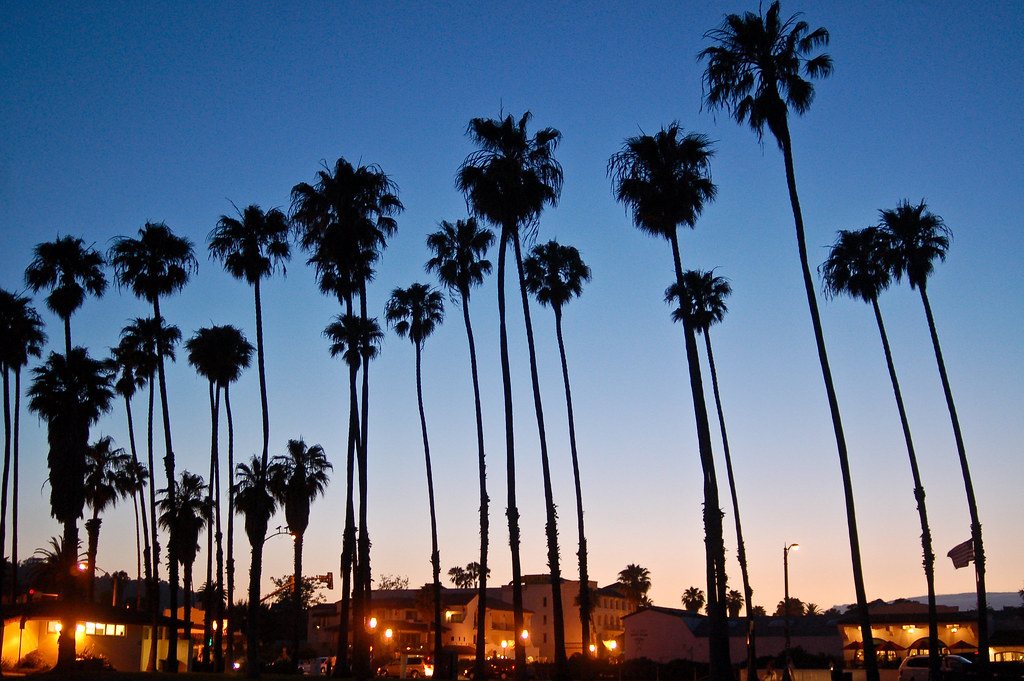 Sunset Palms | Timothy Tolle | Flickr