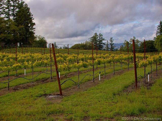 Vineyard on Meyers Grade - Somoma County, California  - E-520 - Leica 25mm D Summilux Asph. f/1.4
