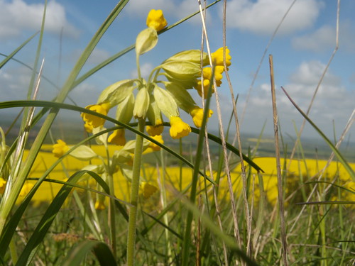 Cowslips Tring to Berkhamsted