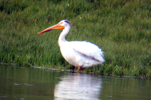american white pelican_5877_yellowstone