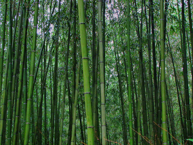 Bamboo Forest-Kyoto-Japan