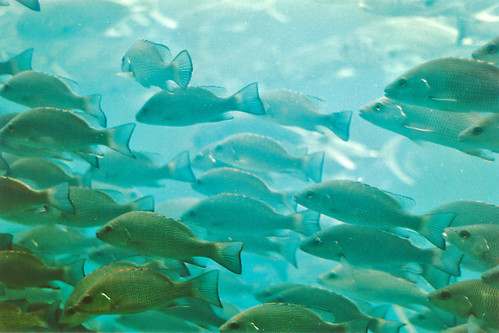 fish spring underwater florida homosassasprings aquaticwildlife