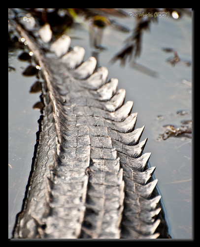ga georgia bay valdosta tail alligator grand scales wma lowndes d80