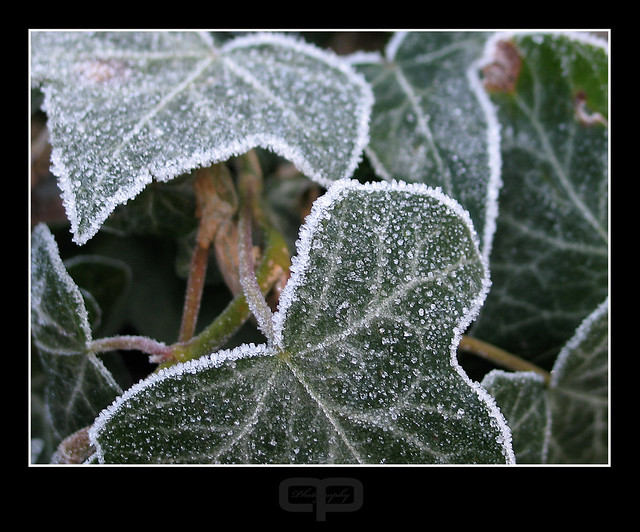 Cold ivy