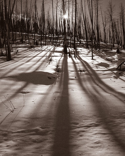 Long Shadows in Yellowstone by Jeff Dyck, sunset monochrome yellowstone jeffdyck
