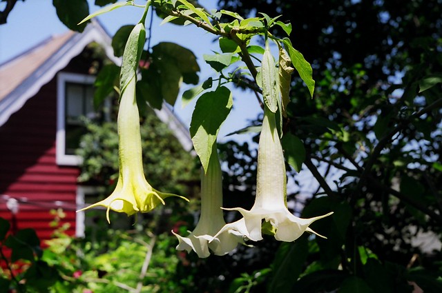 Angel's Trumpet with a Fed 5C and Industar 61LD 55mm f2.8 lens at minimum focusing distance