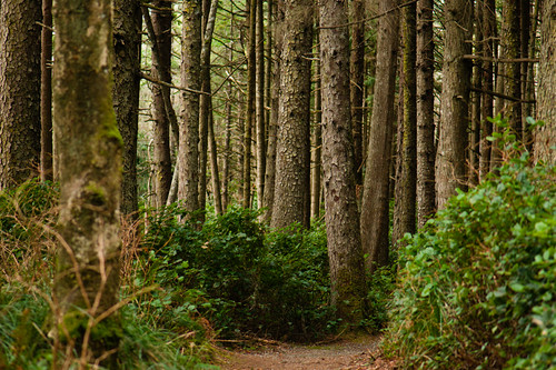 park camping canada forest bc path britishcolumbia vancouverisland trail frenchbeach bryntassellca bryntassell