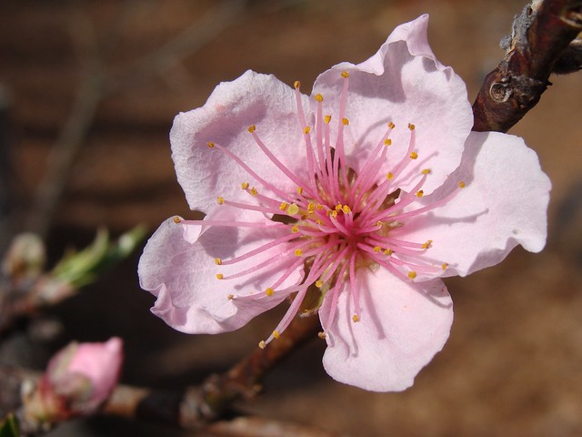 Cherry, peach, or some Rosaceae tree blossom, untouched, not even cropped