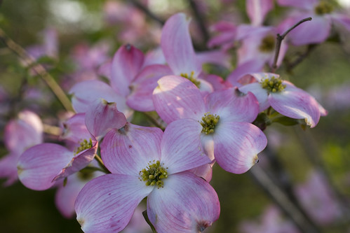 tree blossom northcarolina bloom dogwood blooms waxhaw waxhawnc