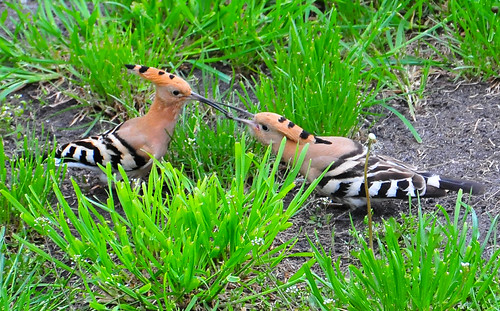 Male Feeding Nesting Female by episa