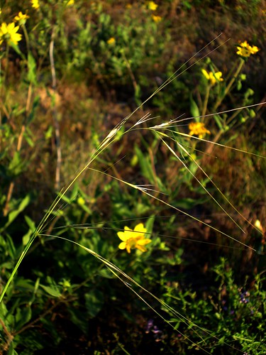 Needle and thread grass | Hesperostipa comata | CAJC: in the PNW | Flickr