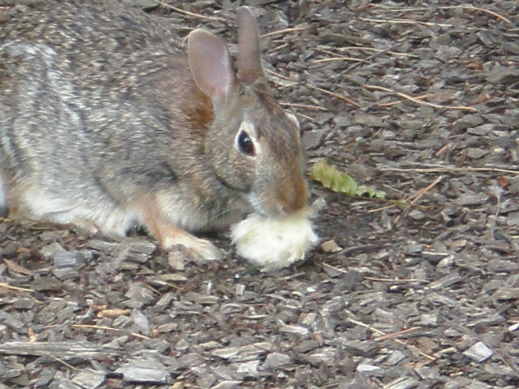 Pics Photos Nomnom Rabbit