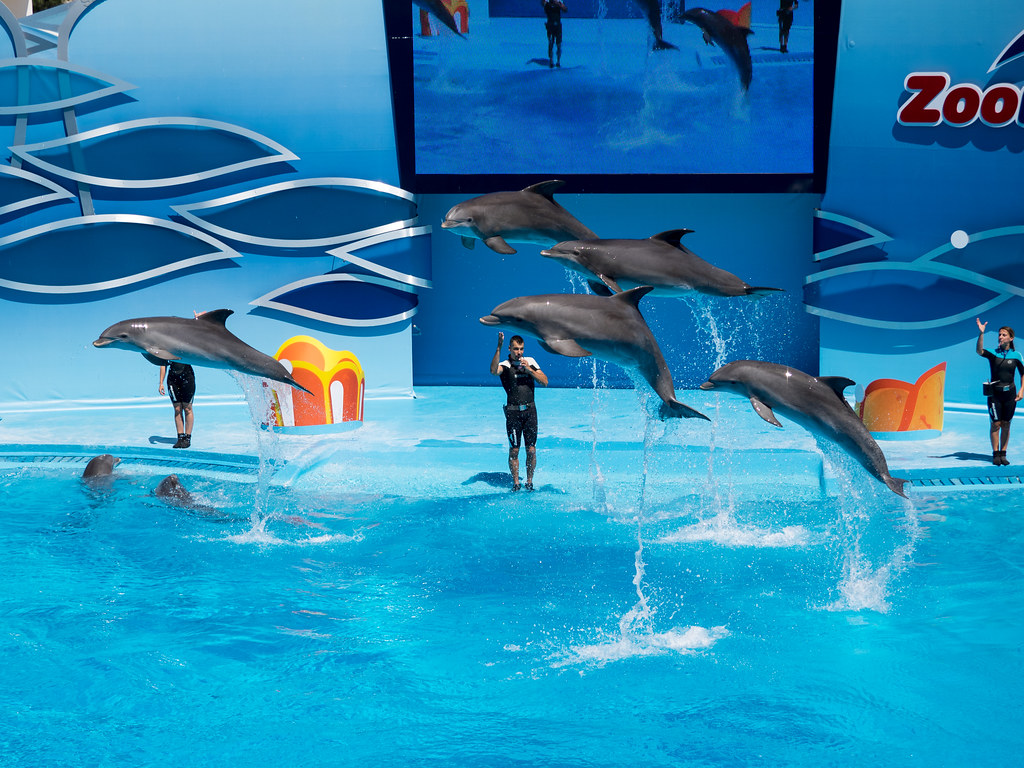 Dolphin show at Zoomarine, Portugal