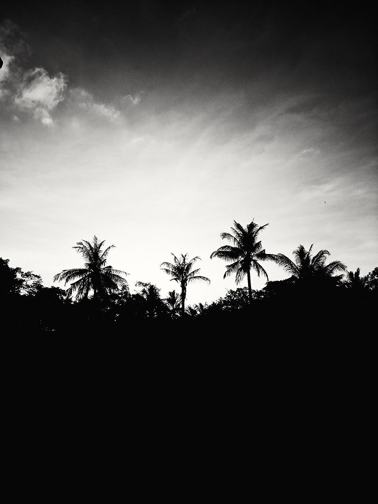 Coconutreez.. | Jefry B. | Flickr