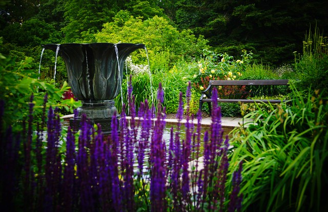 Urn water feature, Salvia