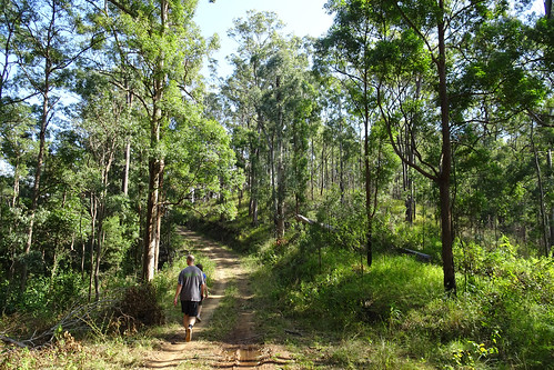 trees forest landscape australia bushwalking qld sonyhx90v