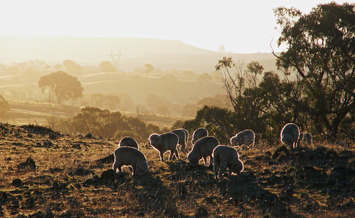 light sunset animals rural landscape golden evening scenery glow afternoon sheep dusk australia nsw myfave goldenhour ophir kaptainkobold yourfave
