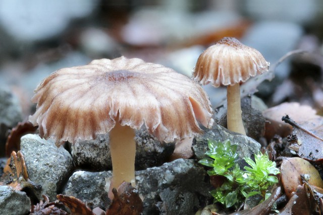 Mushrooms growing at the side of a shingle path, St Arnaud, NZ (1 of 3)