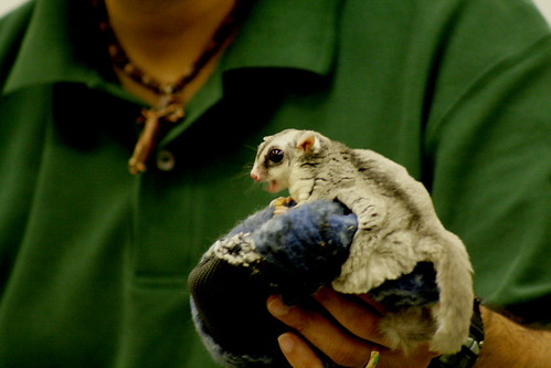 Sugar Glider | From Wikipedia: The Sugar Glider (Petaurus br… | Flickr
