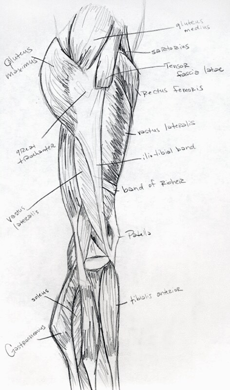 Muscle groups of the leg. Drawing legs.