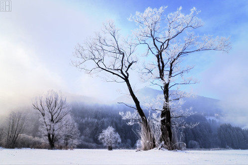 winter mist snow tree landscape austria frost gettyimages hoar vorarlberg frastanz thesnowsofkilimanjaro frastanzerried