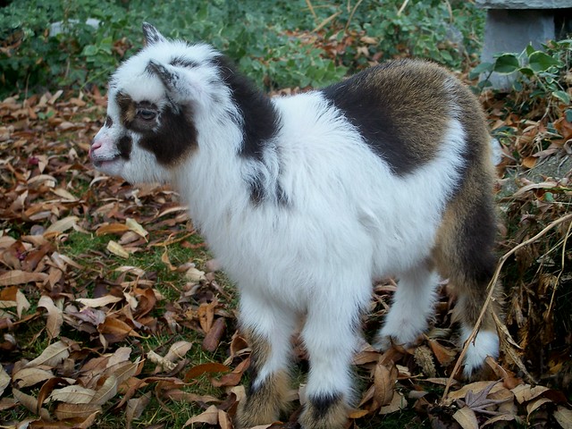 Nigerian Dwarf goat doeling.  www.TheBigWRanch.com